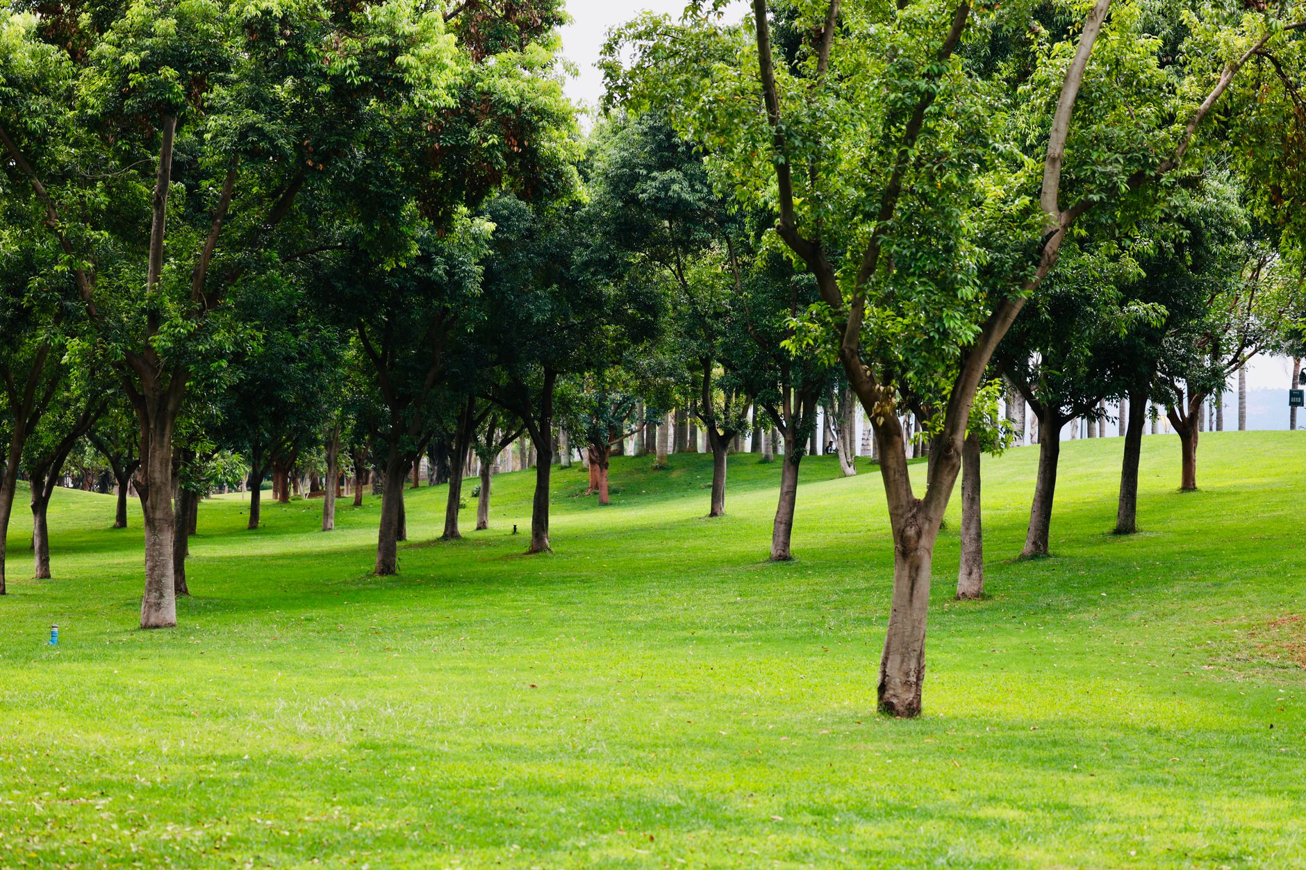 Illustration for: Does LiDAR Robot Mower Work Under Trees? A Clear Answer