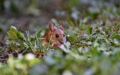 Can Robot Mower Cameras Detect Animals? What You Need to Know in 2026