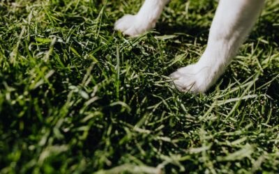 Are Robot Lawn Mowers Safe for Dogs? What Every Pet Owner Needs to Know