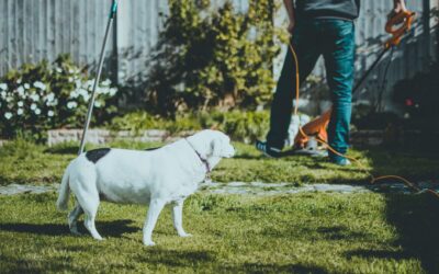 Robot Lawn Mowers Without Boundary Wire: How They Navigate